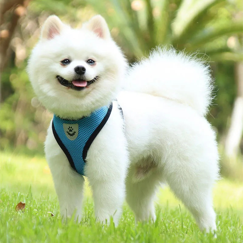Adjustable Cat Harness and Leash Set